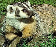 badger.jpg (21114 bytes)